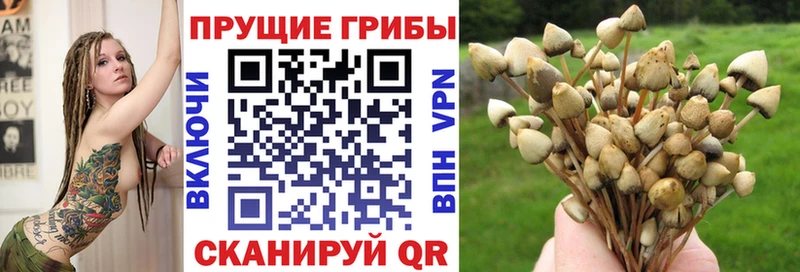 дарнет шоп  Батайск  Псилоцибиновые грибы Psilocybe 